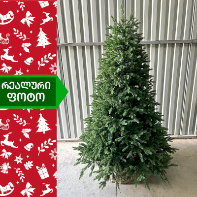 ნაძვის ხე კალიფორნია 240 სმ (KS-240)